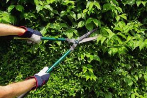 mantenimiento jardin Valencia